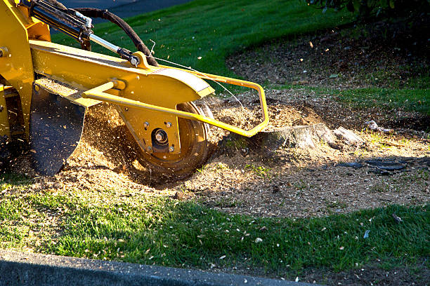 Dead Tree Removal in Millers Creek, NC